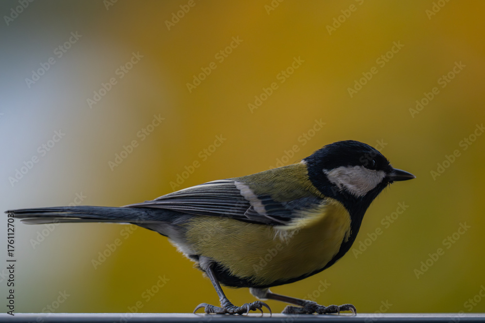 Obraz premium Vibrant Autumn Songbird: Great Tit Profile with Golden Bokeh