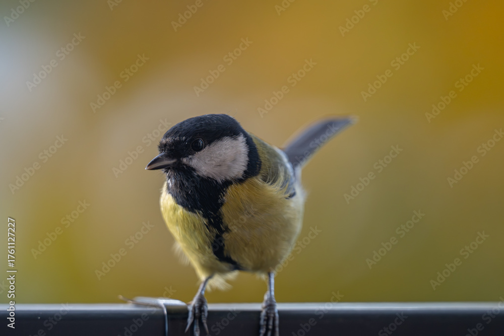 Fototapeta premium Elegant Great Tit Profile with Warm Bokeh Copy Space