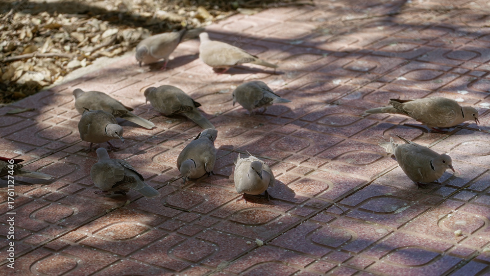 Fototapeta premium Doves gather on a sunlit outdoor sidewalk, showcasing their natural behavior in a bright environment.