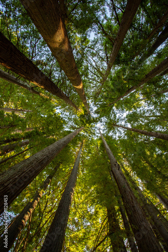 Looking up at towering redwood trees in Rotorua’s Whakarewarewa Forest, New Zealand.