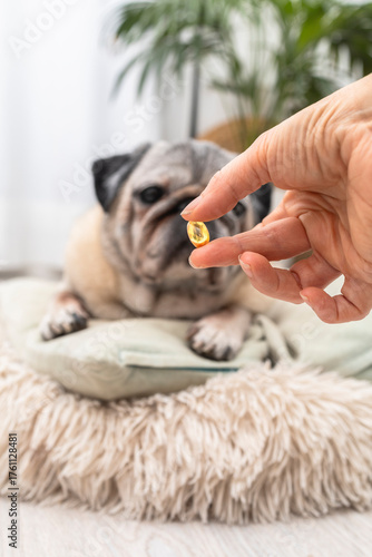 Omega-3 Pills and Pet Supplements. Vitamins and Nutrition for Animals