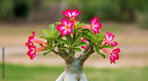 Adenium Obesum Desert Rose in Full Bloom with Thick Swollen Caudex and Bright Pink Flowers