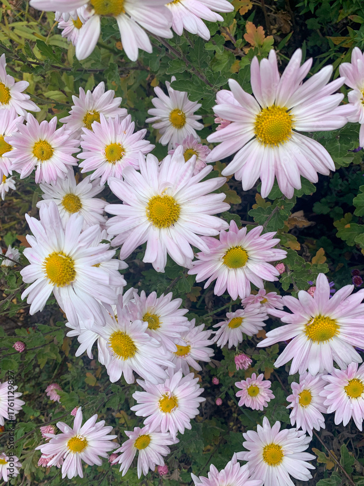 Obraz premium beautiful flowers in the garden