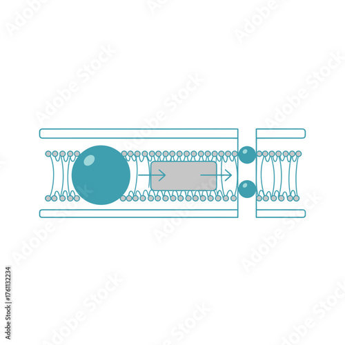 Illustration depicting a large molecule passing through a cellular membrane via a channel protein, with smaller molecules exiting.