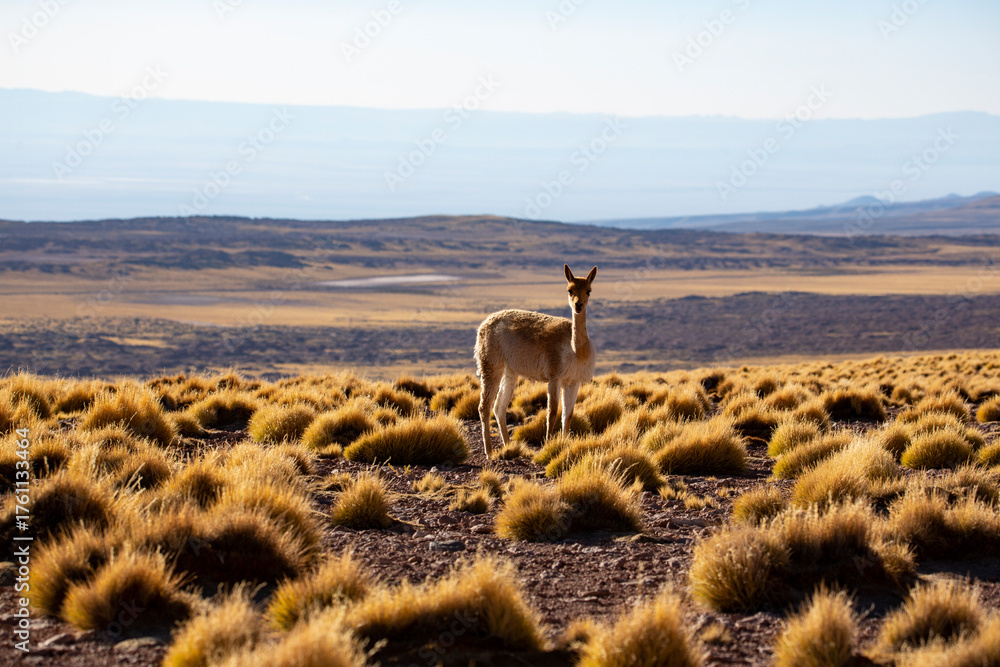 Obraz premium Close-Up Portrait of a Brown Llama in Natural Mountain Landscape