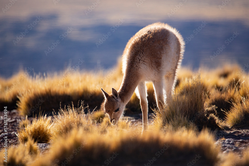Obraz premium Close-Up Portrait of a Brown Llama in Natural Mountain Landscape