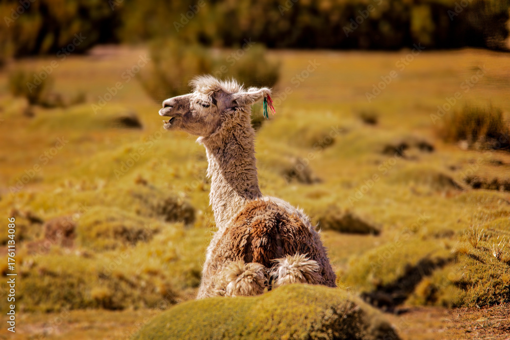 Obraz premium Close-Up Portrait of a Brown Llama in Natural Mountain Landscape
