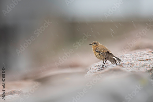 A northern wheatear (Oenanthe oenanthe) standing in the rain.