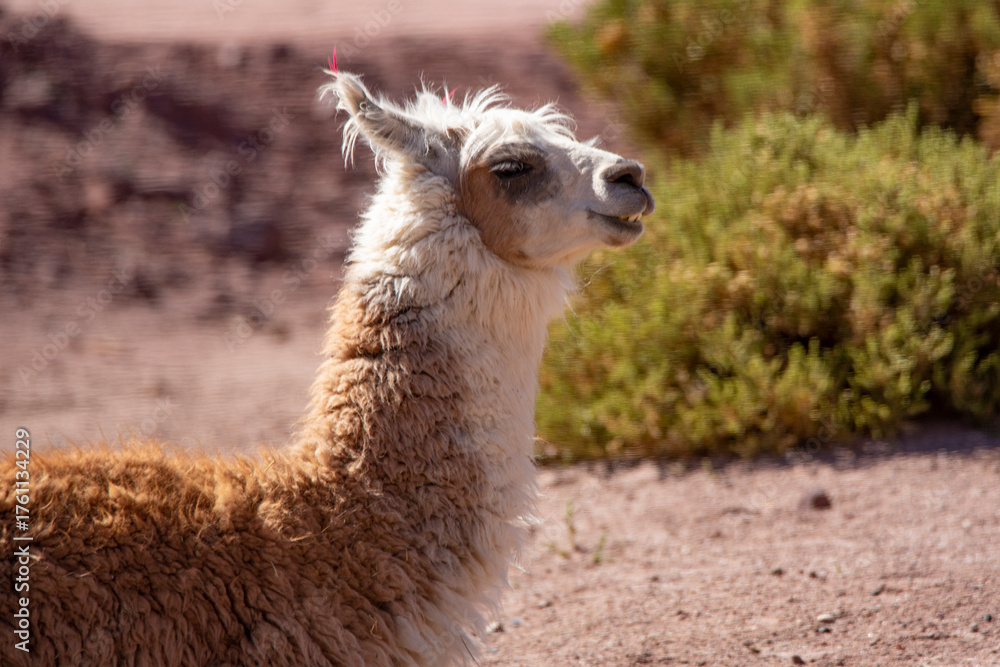 Obraz premium Close-Up Portrait of a Brown Llama in Natural Mountain Landscape