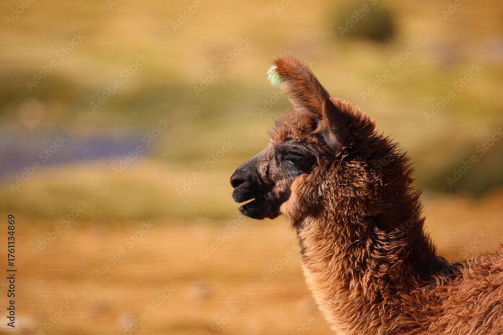Obraz premium Close-Up Portrait of a Brown Llama in Natural Mountain Landscape