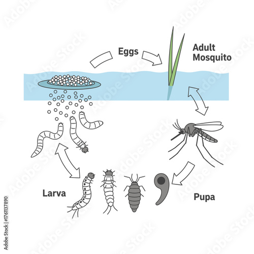 Illustrative diagram detailing the complete biological life cycle and developmental stages of a mosquito, showcasing its progression from aquatic eggs to a winged adult insect