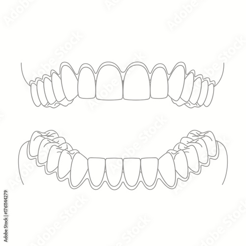 Illustration of human teeth, showing the arrangement of upper and lower jaw dental structure