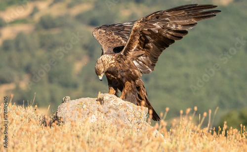 Golden eagle (Aquila chrysaetos) photographed in Spain