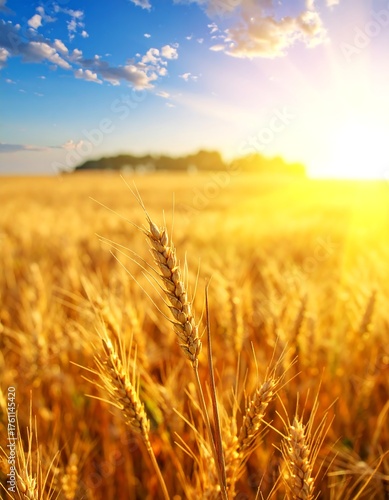 Golden wheat field bathed in sunlight under a partly cloudy blue sky