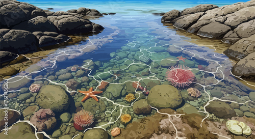 Clear Ocean Tide Pool with Sea Creatures and Rocky Shore Illustration