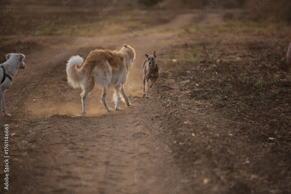 Obraz premium Russian Borzoi in the Field