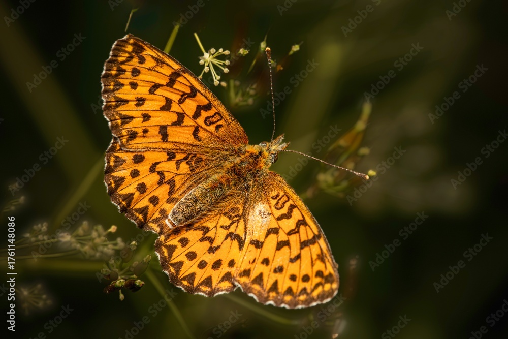 Obraz premium butterfly on a flower