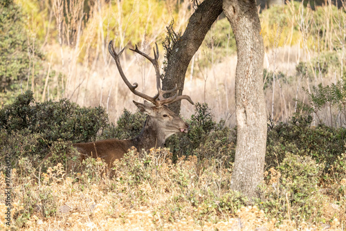 Obraz na płótnie Red deer (Cervus elaphus) photographed in Spain