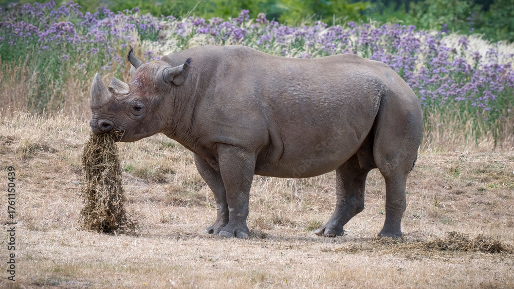 Fototapeta premium Black Rhinoceros in a Field Feeding