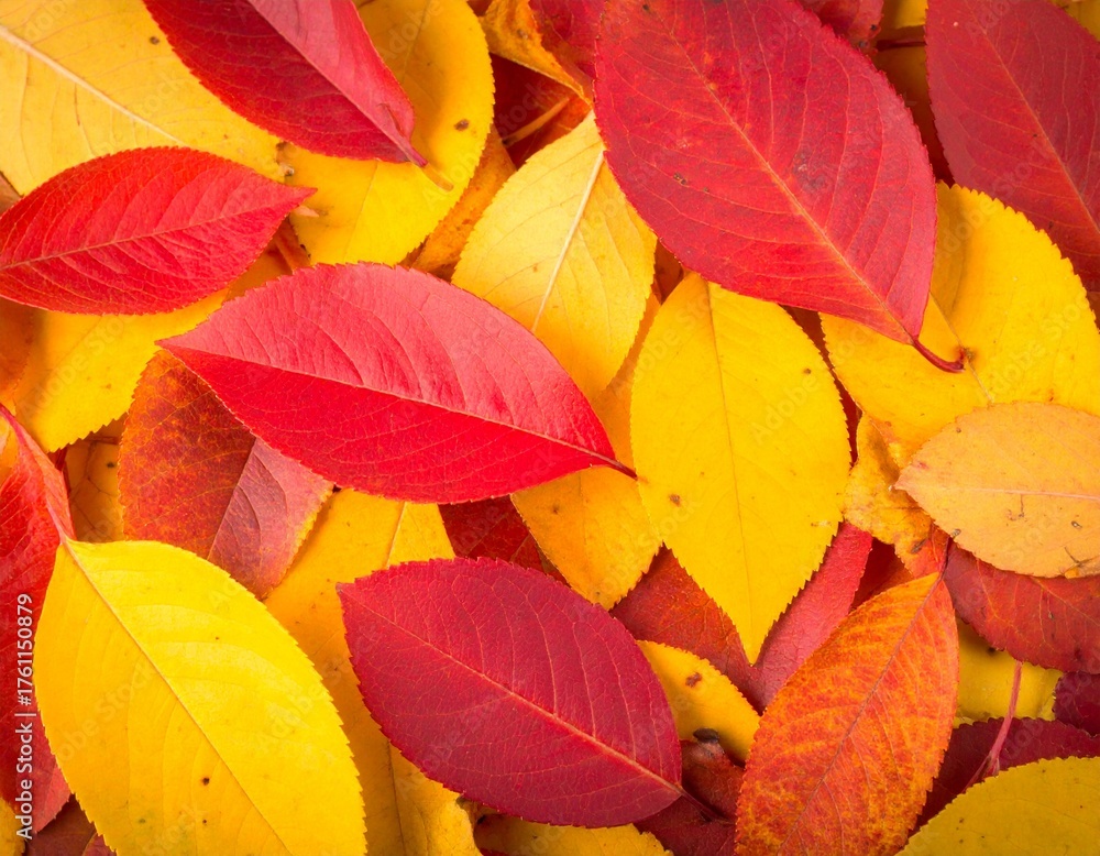 Fototapeta premium Vibrant Red and Yellow Autumn Leaves Background