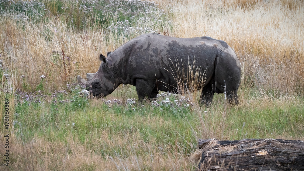 Fototapeta premium Black Rhinoceros Walking in Grass