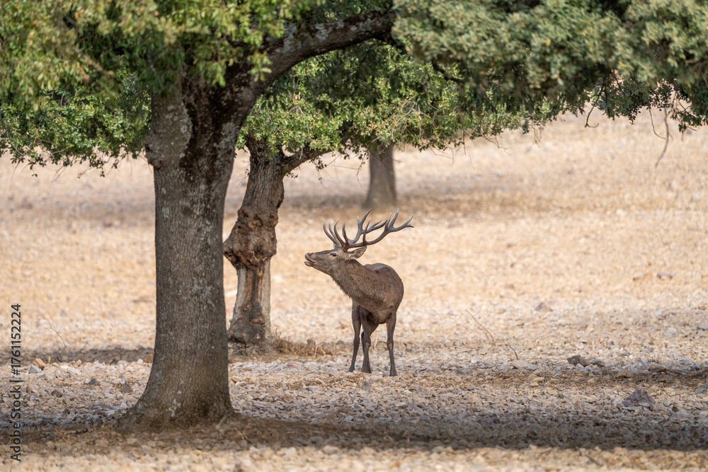 Naklejka premium Red deer (Cervus elaphus) photographed in Spain