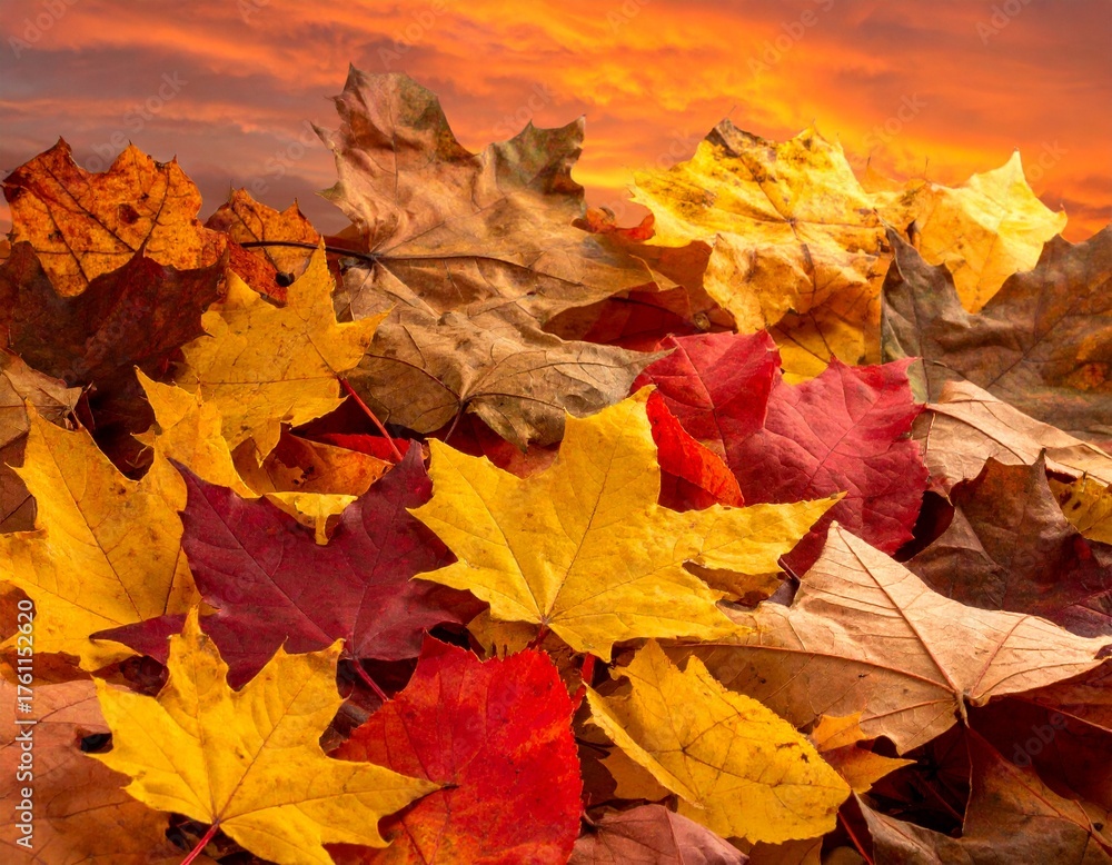 Fototapeta premium Vibrant Red and Yellow Autumn Leaves Background