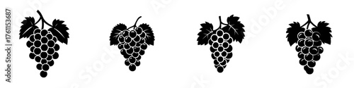 Grapes in various stages of ripeness displayed in a simple and elegant design for wine lovers and food enthusiasts