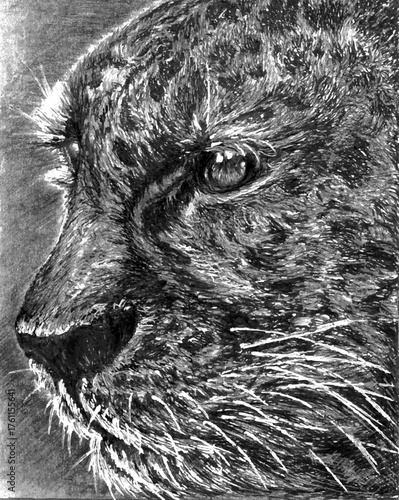 
Artistic Leopard Face Illustration. Realistic black and white pencil drawing of a leopard close-up showing detailed fur texture, sharp eye reflection, expressive animal portrait in graphite art style