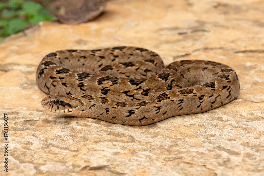 Fototapeta premium A beautiful rhombic night adder (Causus rhombeatus), also called a common night adder. Close-up in the wild– African venomous snake