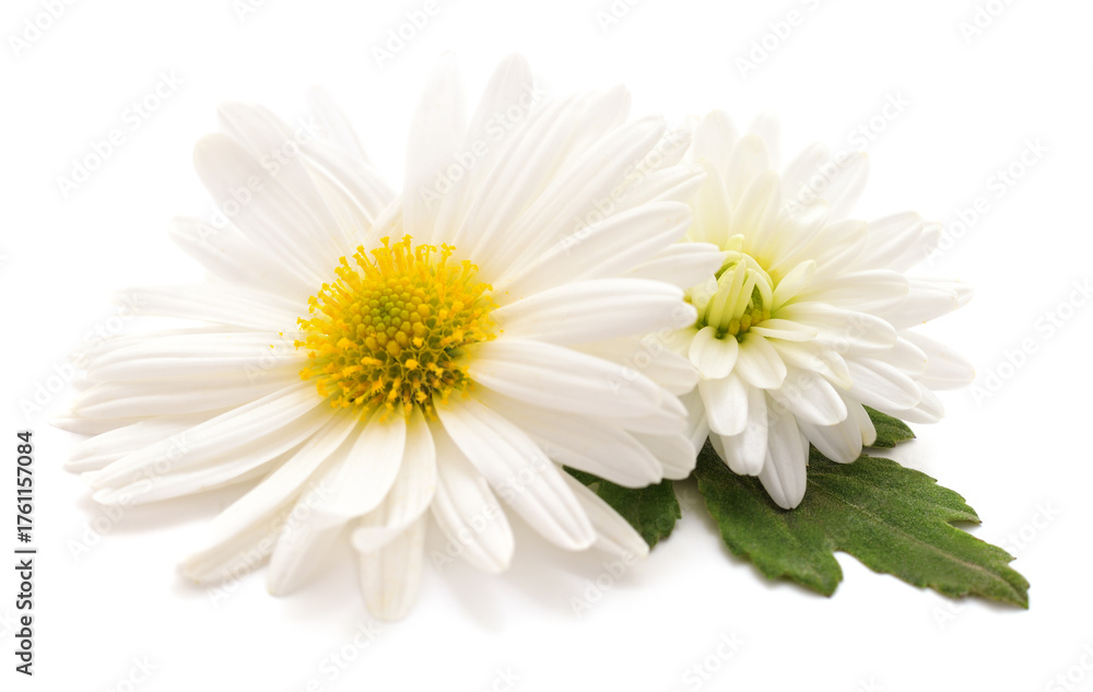 Obraz premium White chrysanthemum flowers with yellow centers and green leaves isolated on white