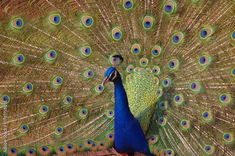 Obraz premium Safari in Südafrika