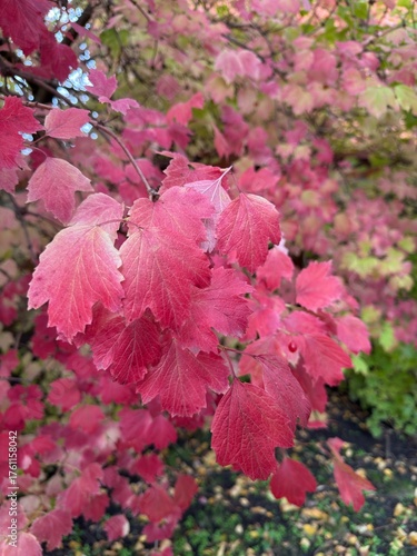 pink and red