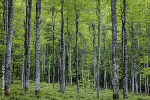 Lush green forest dominated by tall trees during a calm afternoon in early summer