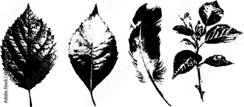 Black and white high contrast leaf and stone collection for design