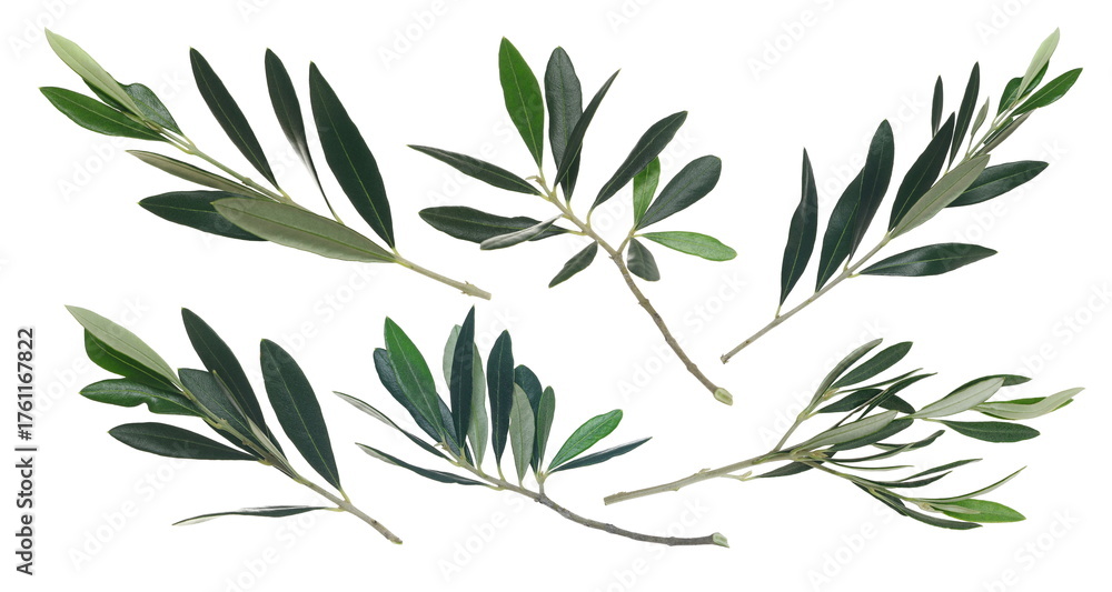 Fototapeta premium Set olive tree, twigs with fresh green leaves isolated on white background, clipping path 
