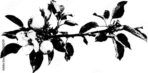 Black and white halftone design of apple branch for vintage print and decor