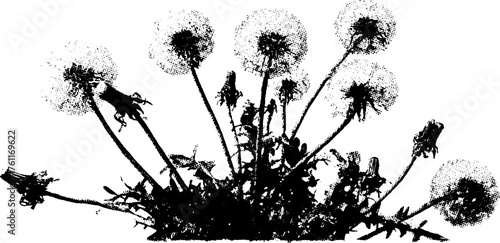 Black and white halftone illustration of dandelion puff for vintage design