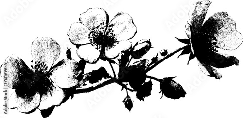 Black and white halftone illustration of delicate flowers with xerox aesthetic for vintage design