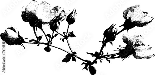 Black and white halftone illustration of dried flowers for vintage design