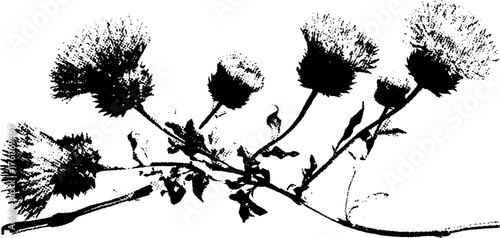 Black and white halftone illustration of dried flowers for artistic design