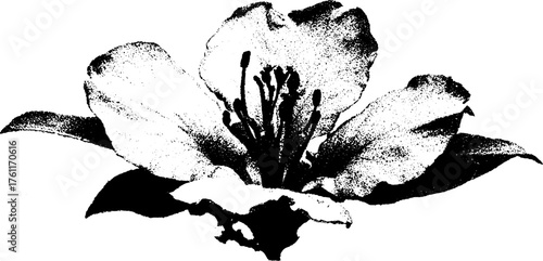 Black and white halftone flower head for artistic design and decor