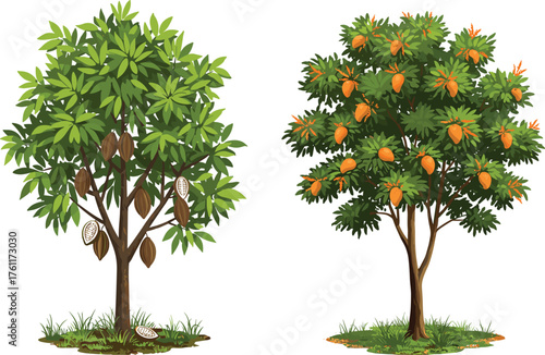 Cacao fruit tree, mango fruit tree, tropical orchard, botanical contrast, seasonal harvest, vibrant foliage, nature landscape, dual tree composition, grassy base