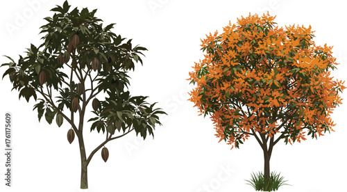 Cacao fruit tree, orange foliage tree, botanical contrast, seasonal transition, tropical vegetation, vibrant canopy, nature landscape, dual tree composition, grassy base