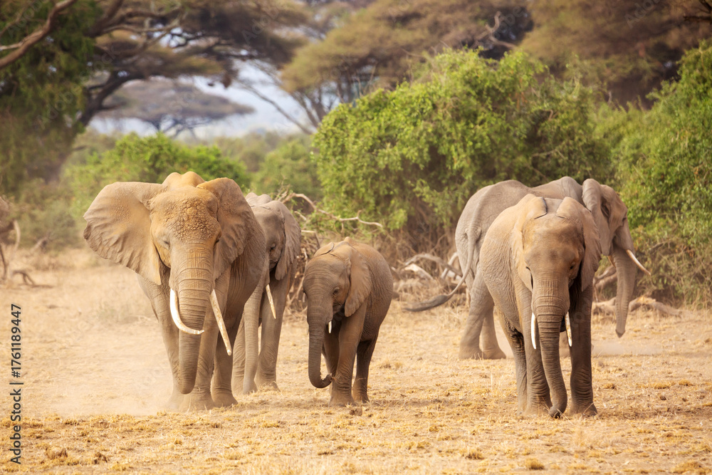 Fototapeta premium African elephants in Amboseli National Park. Kenya, Africa.