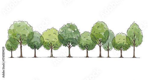 Row of green deciduous trees for architectural rendering and landscape entourage, realistic hand-drawn illustration on transparent background