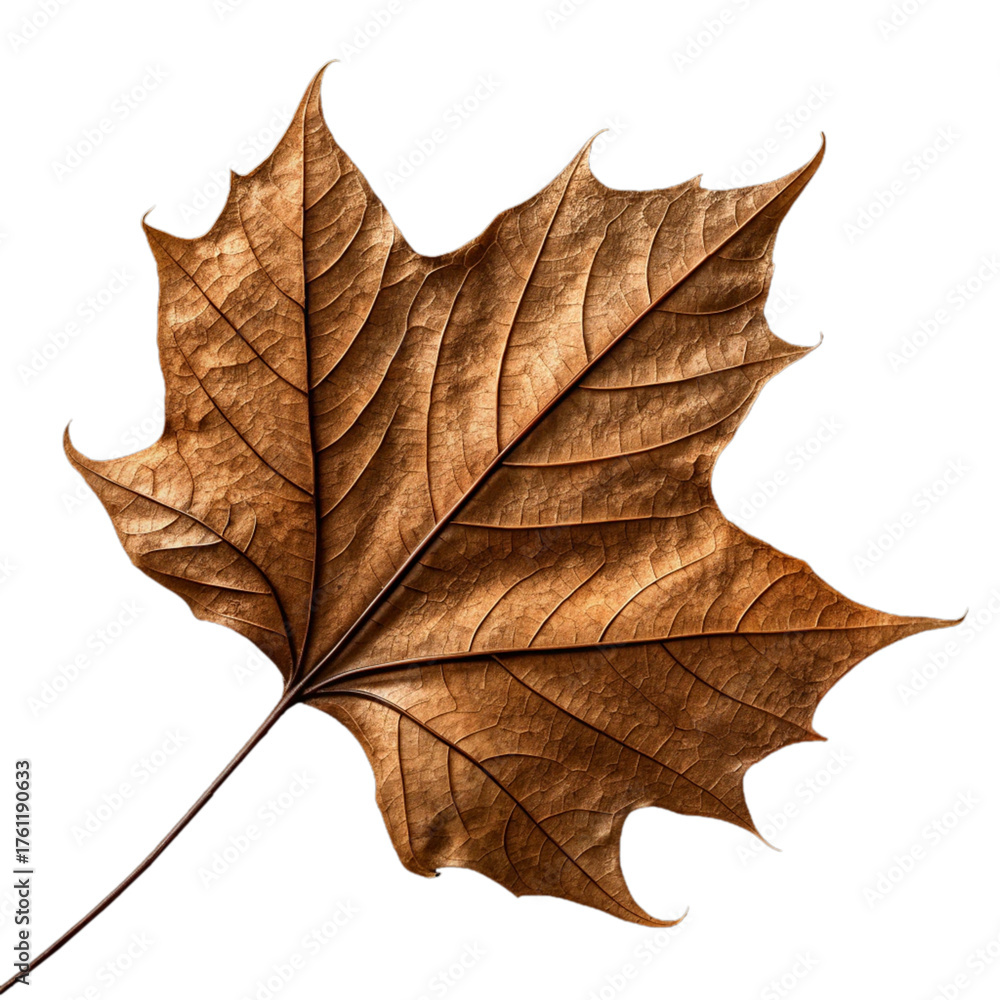Fototapeta premium Dry Autumn Maple Leaf Isolated on White Background