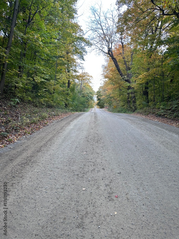 Obraz premium road in the forest