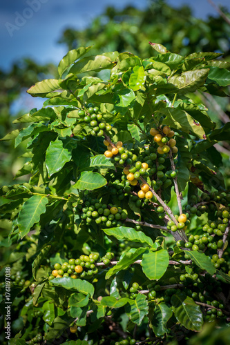 Closeup of coffee beans growing on branches of the coffee tree on the island of Kauai, Hawaii. The 