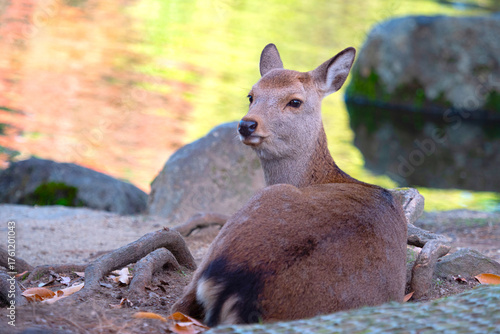 Doe lies near roots of tree...